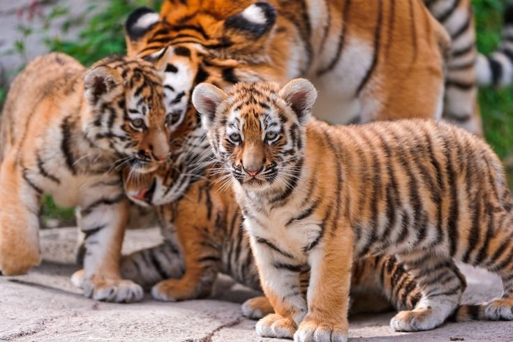 Тигр тигрица и 2 тигренка