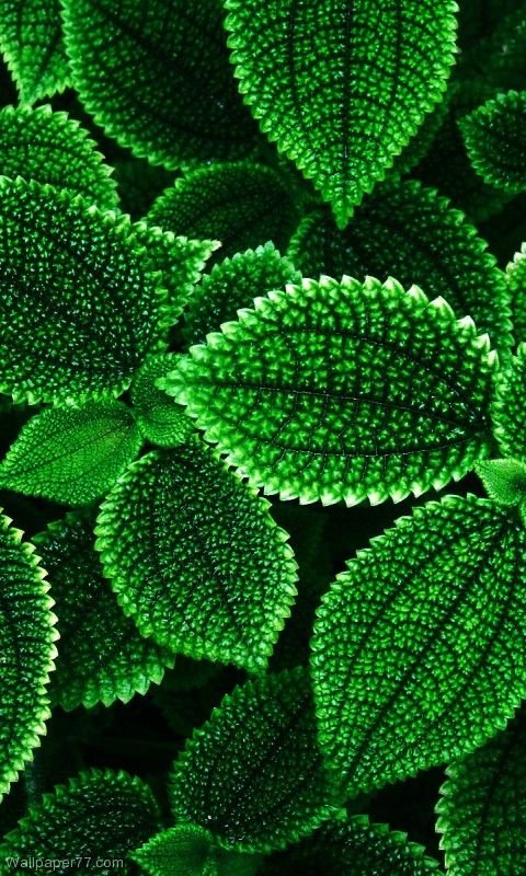 Красивый зеленый цвет