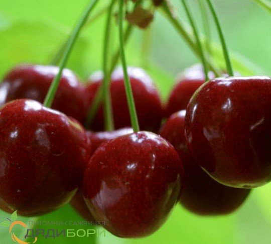 Вишня Уральская Черешенка