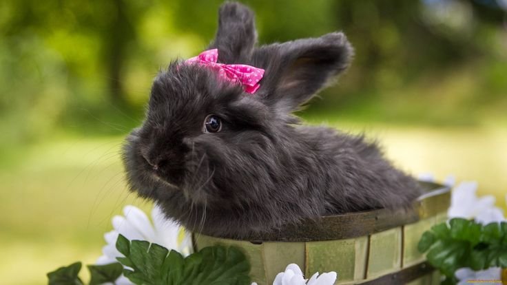 Красивый кролик