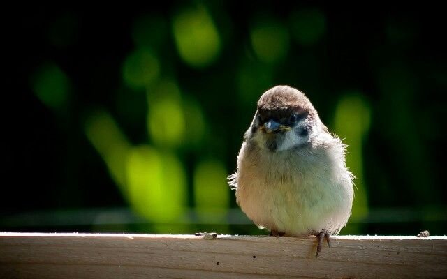 Обои на рабочий стол Воробей