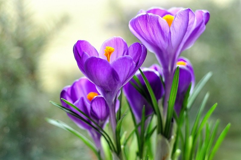 Весенние цветы крокусы