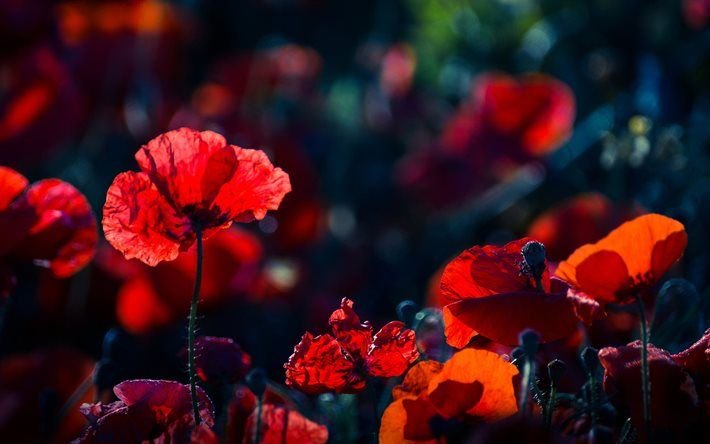 Красный цветок