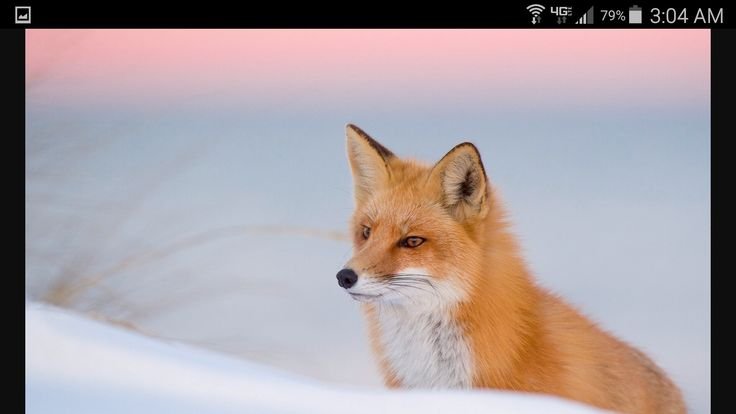 Красивая лиса