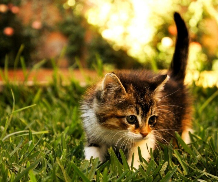 Котята фото