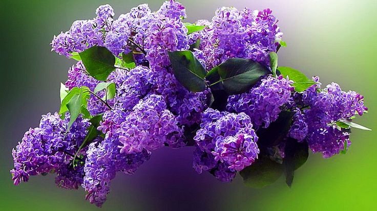 Сирень Маршал бирюзов