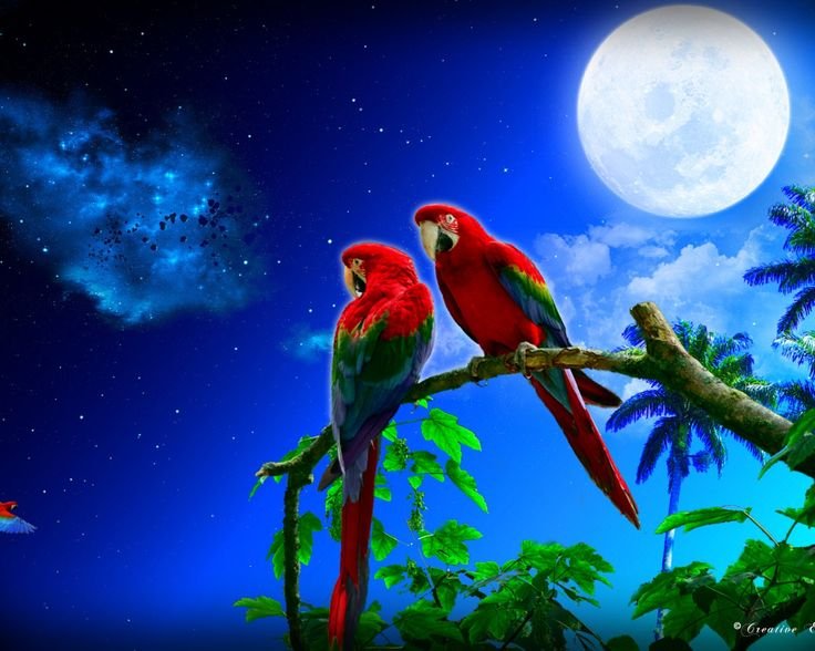 Яркий попугай