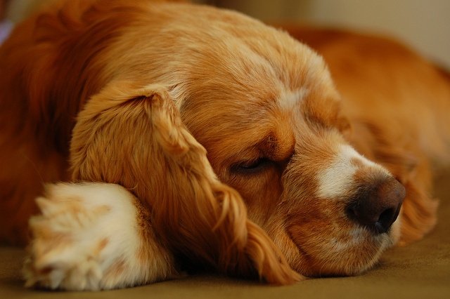 Шотландский кокер спаниель