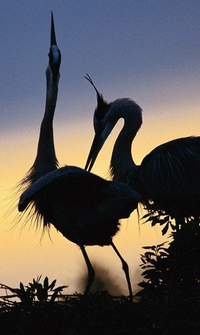 Журавли в природе