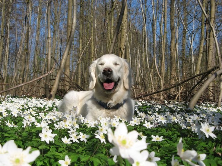 Весна животные