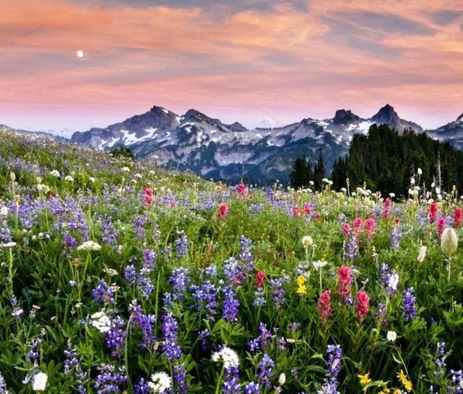 Альпийские Луга Швейцария Альпийские Луга Швейцария