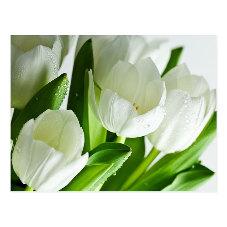 Тюльпан Уайт Ребел