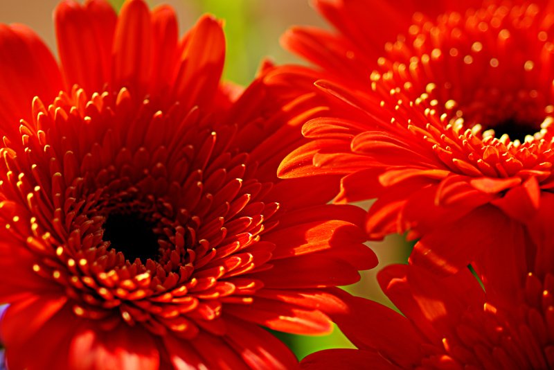 Гербера Агава