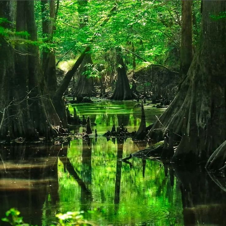 Мистический мховый лес Малайзия