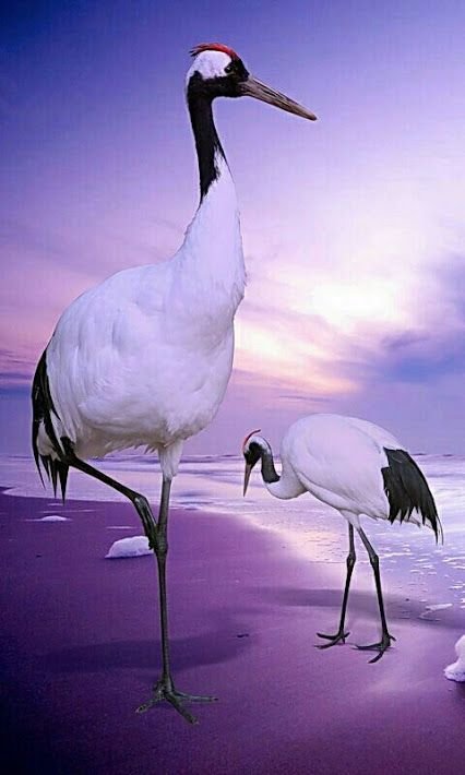 Красивые Журавли