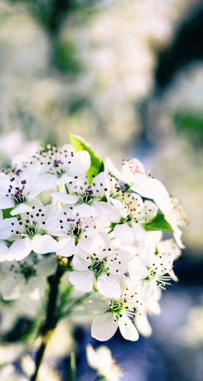 Весенняя заставка