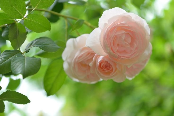 Нежные розы