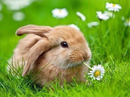 Кролик симпатичный