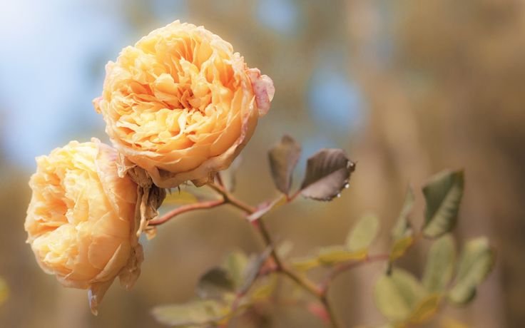 Бутон желтого пиона