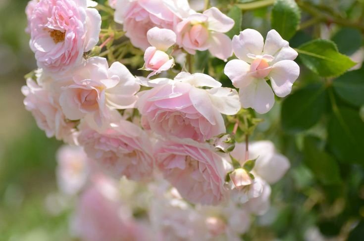 Роза мускусная розовая