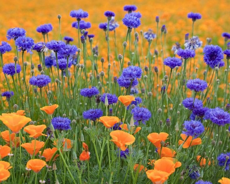 Василек, Мак, Вьюнок