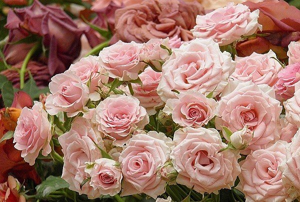 Роза кустовая Сильва Пинк