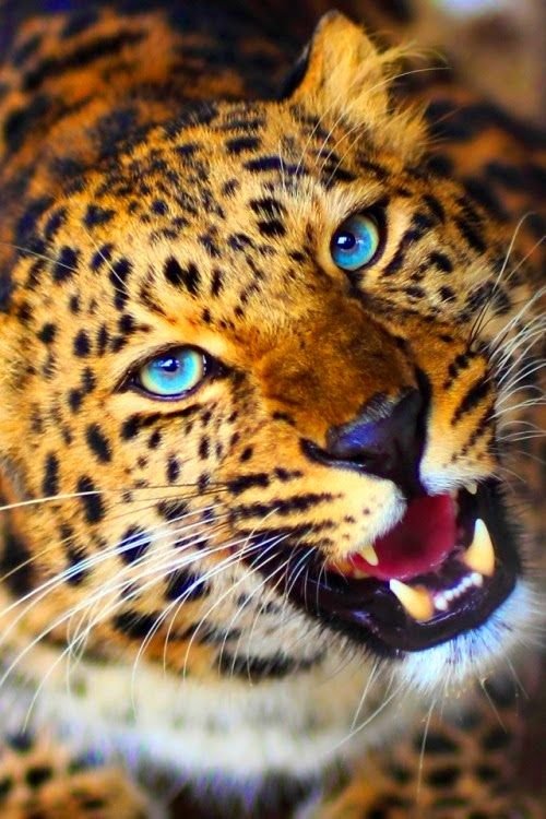 Дальневосточный леопард оскал