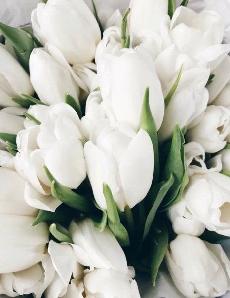Белые тюльпаны букет