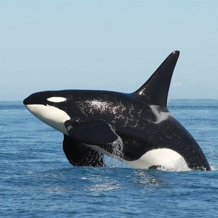 Касатка Арктическая