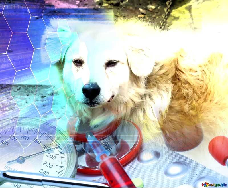 Фон для презентации Ветеринария