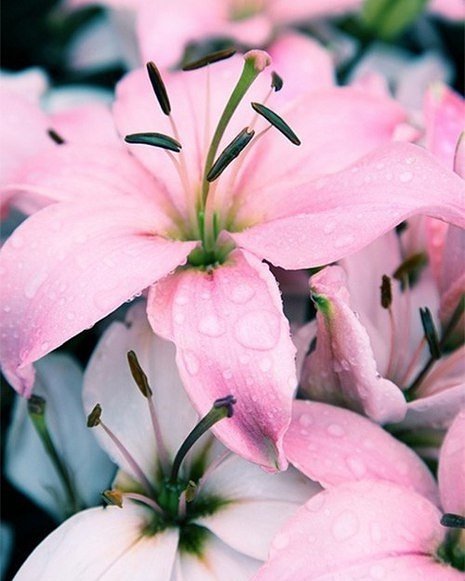 Лилия Пинк Блаш