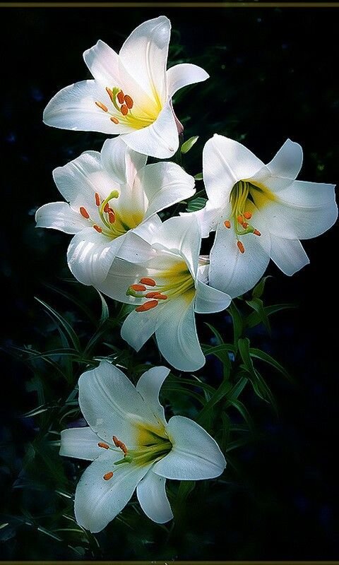 Лилия Гарден Эффеэр