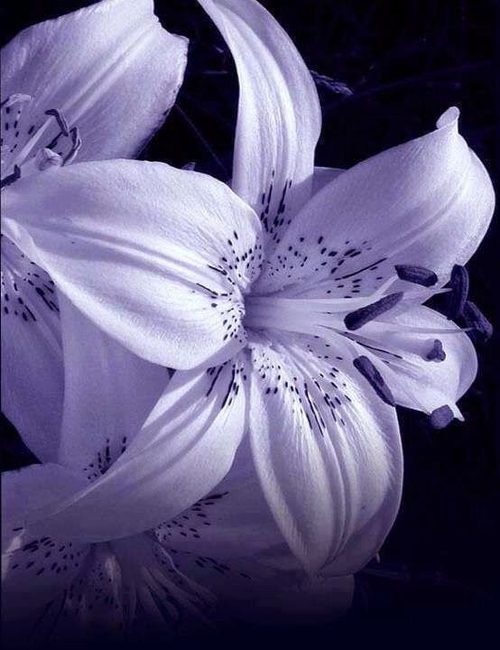 Лилия Блю Крюмон