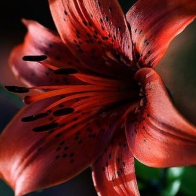 Прекрасные лилии