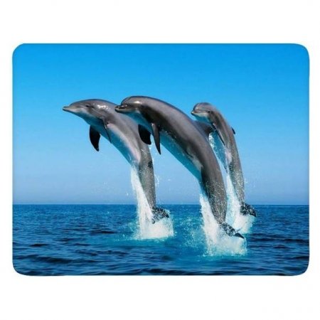 Красивые дельфины