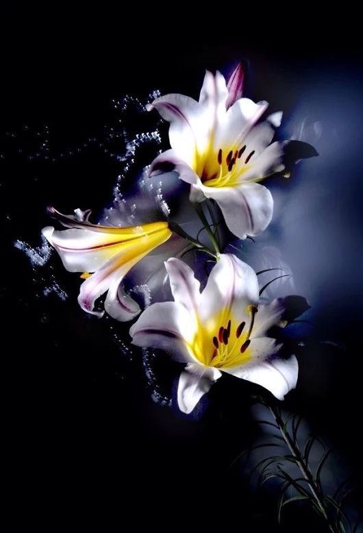 Красивые цветы на черном фоне