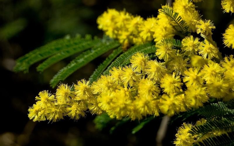 Весенние цветы Мимоза