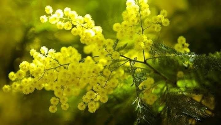 Мимоза цветет