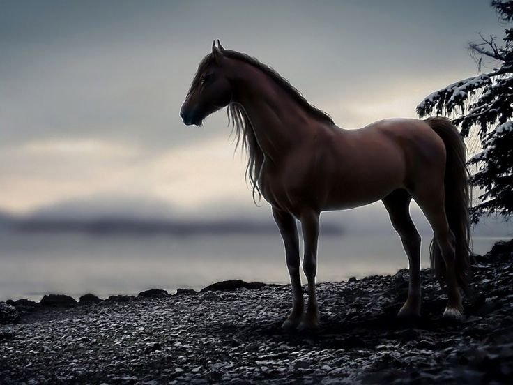 Красивые лошади