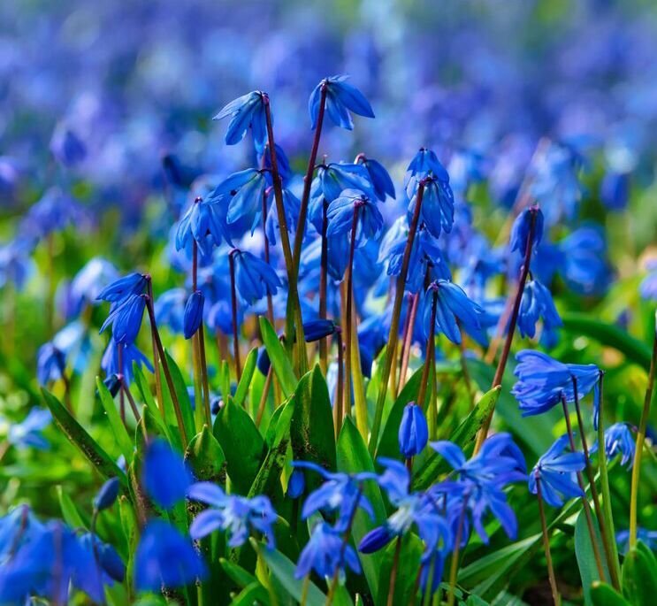 Пролеска двулистная