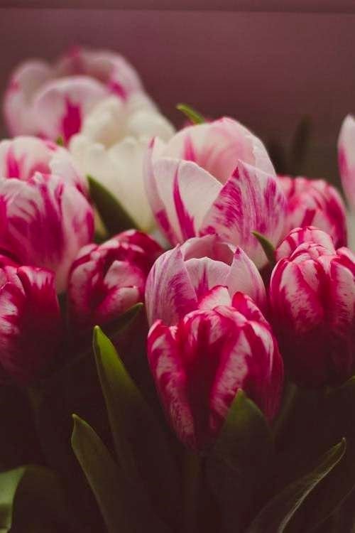 Тюльпан пол Ширер