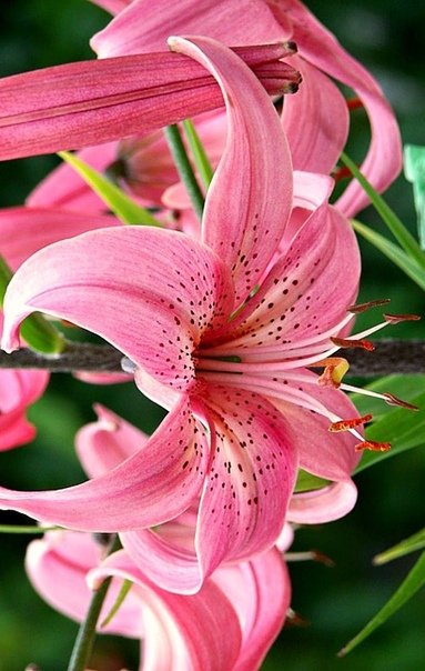 Шикарные лилии