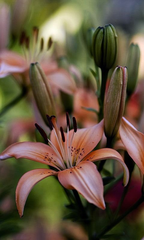 Красивые лилии