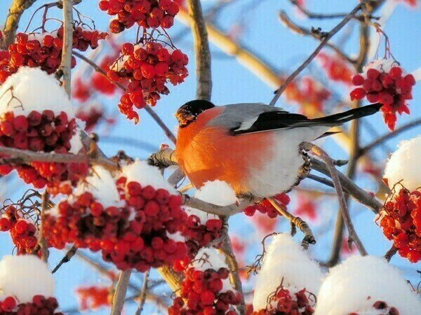 Зимняя рябина