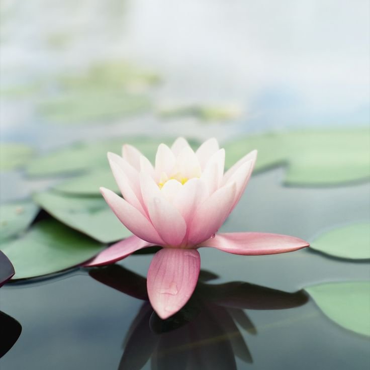 Лотус Фловер