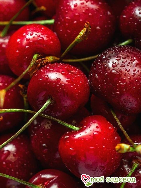 Черешня ягоды