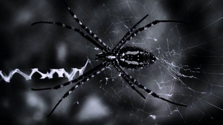 Обои на рабочий стол паук