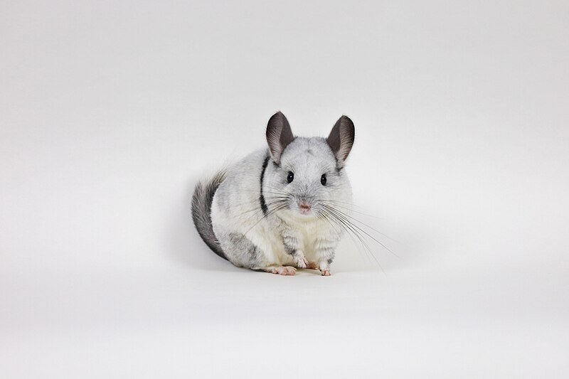 Австралийская шиншилла