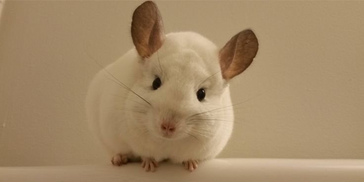 Короткохвостая шиншилла