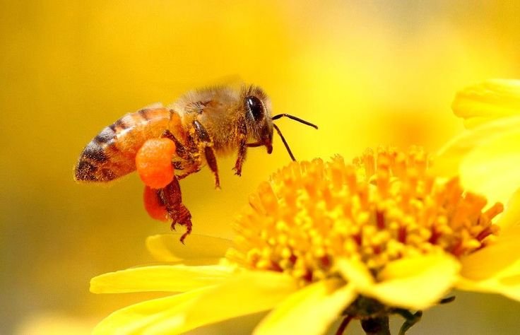 Красивая пчела